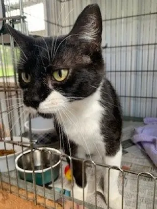 Pickles (Dottie)
