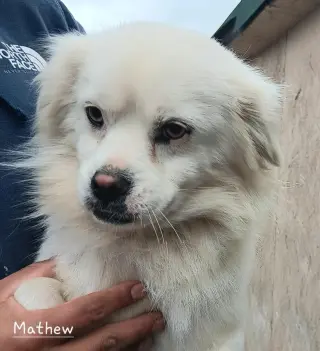 Mathew
