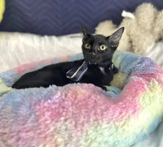 JACK