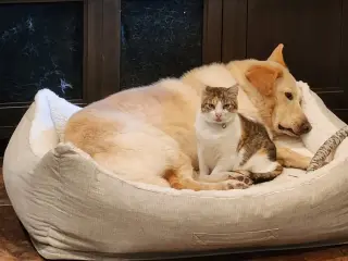 Myrtle, Dog Friendly!