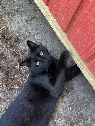 Tyrone