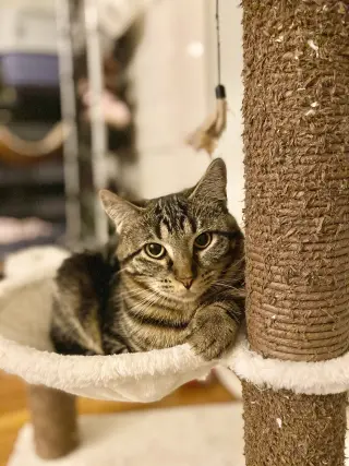 Freya
