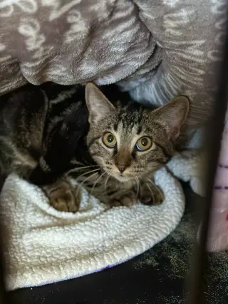 Freya