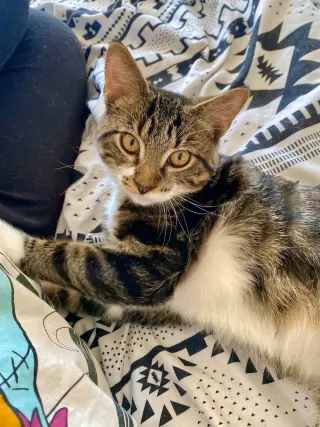 Maximus (Max)
