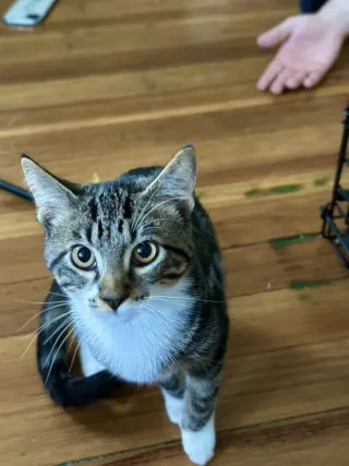 Maximus (Max)