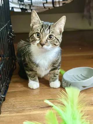 Maximus (Max)