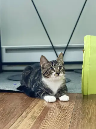 Maximus (Max)