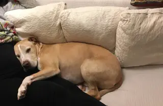 Snuggles **Courtesy Listing**