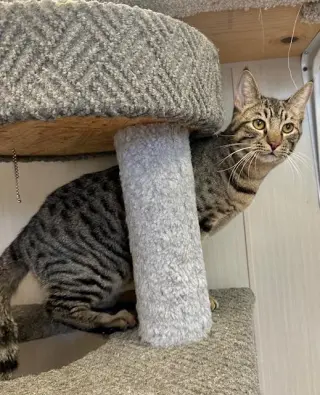 Nicholas