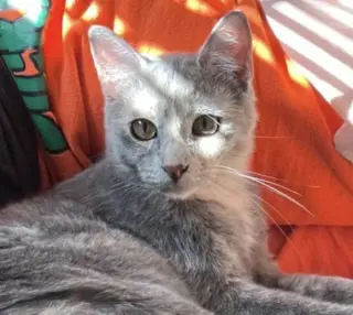 Skye