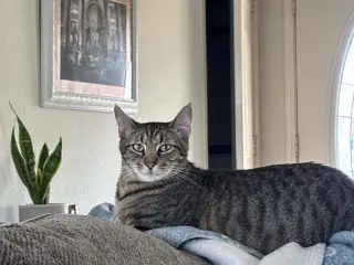 "Groot"