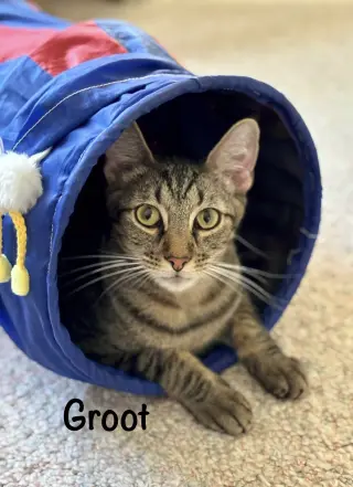 "Groot"