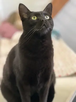 Poppy