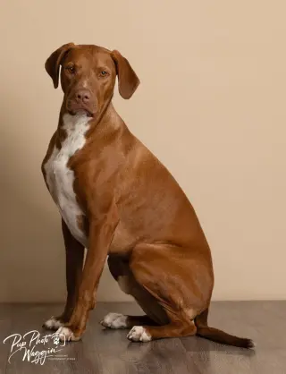Winston