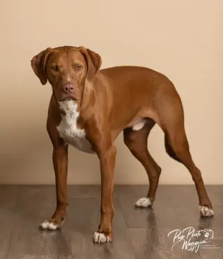 Winston