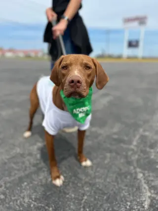 Winston