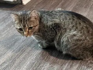K.K