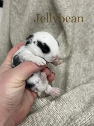 Jelly Bean