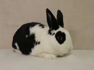 Jelly Bean