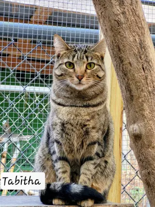 Tabitha