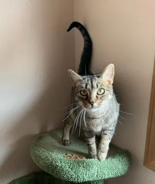 Raisin Bran 0$ Adoption Fee
