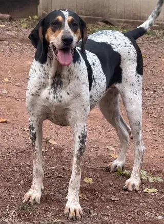 Halle Hound