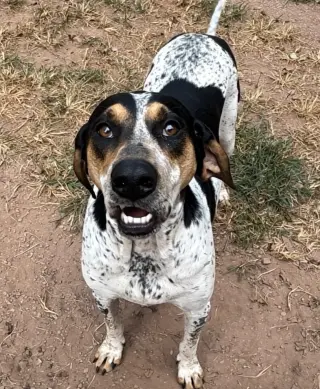 Halle Hound