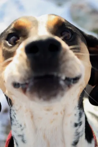 Halle Hound