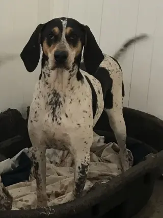 Halle Hound