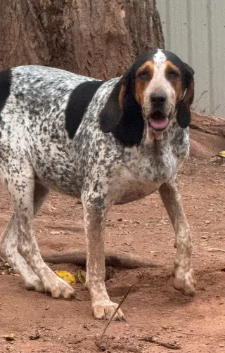 Henrietta Hound