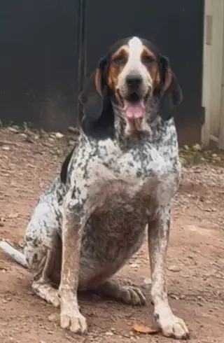 Henrietta Hound