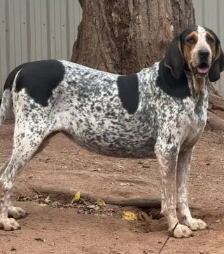 Henrietta Hound