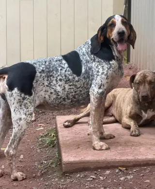 Henrietta Hound