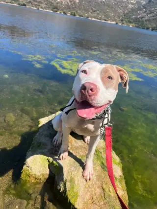 Morgan