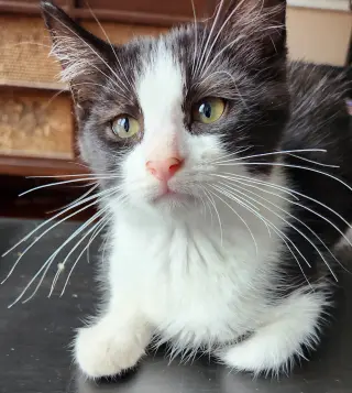 Oreo