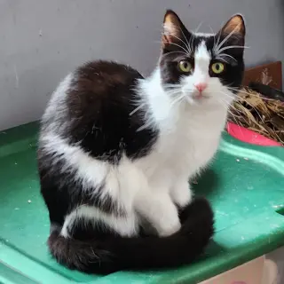 Oreo