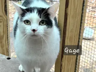 Gage
