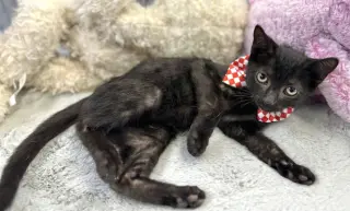 JIJI