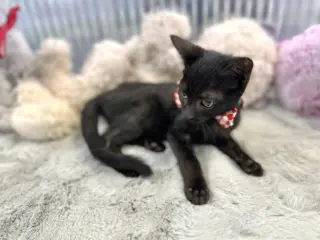 JIJI