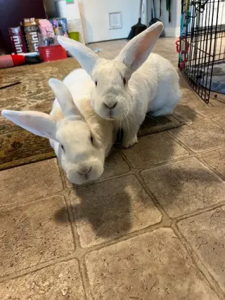 Moki & Darby