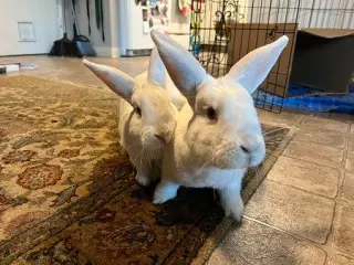 Moki & Darby