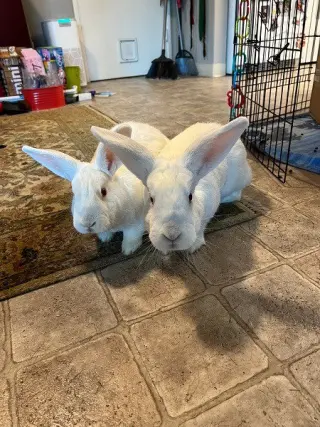 Moki & Darby