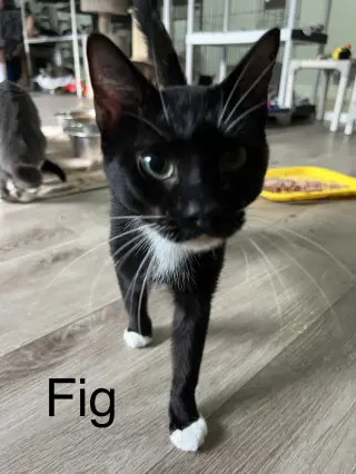 Fig