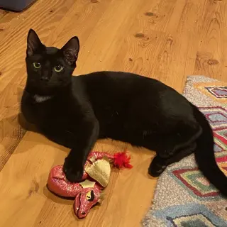 Rocket