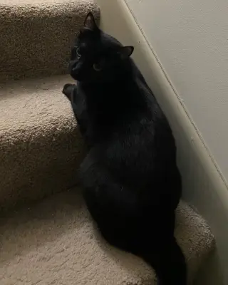Rocket