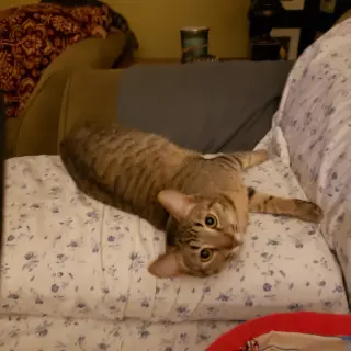 Cas