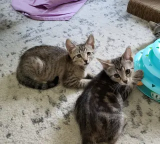 Cas