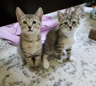 Cas