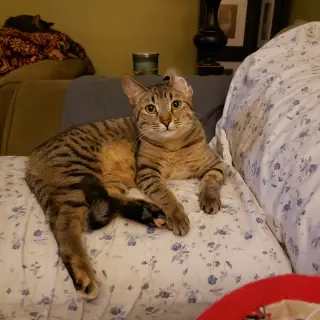 Cas