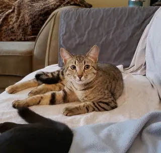 Cas